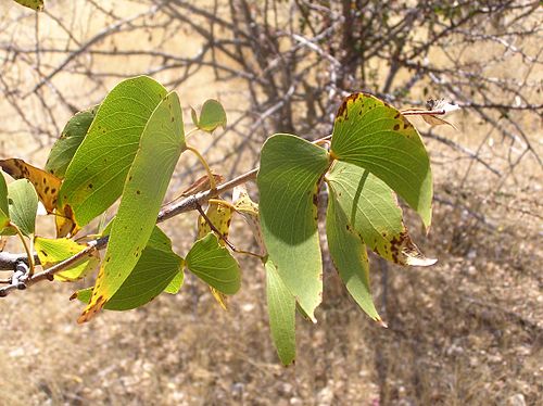 Mopane