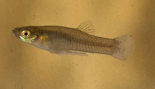 Mosquitofish