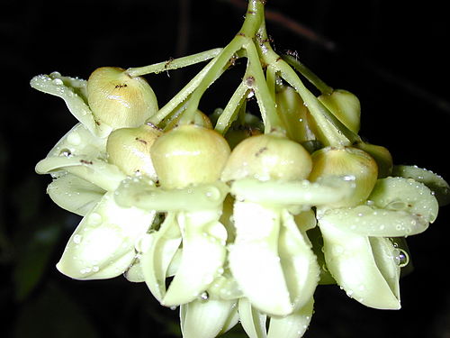 Mucuna