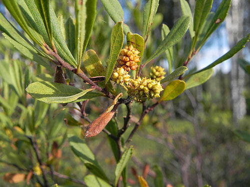 Myrica