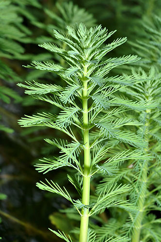 Myriophyllum