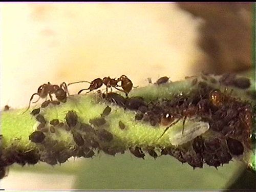 Myrmica