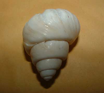 Neothauma