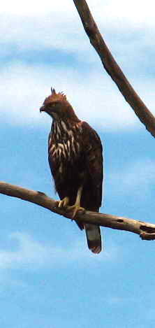 Nisaetus