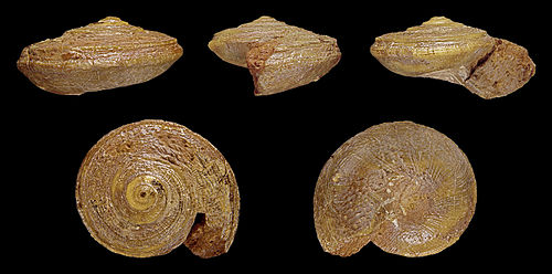 Obornella