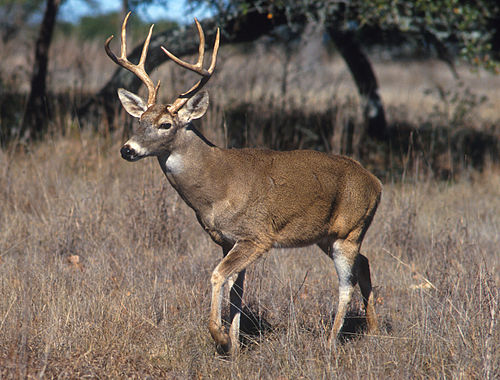 Odocoileus