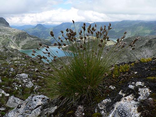 Oreochloa