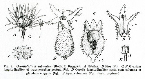 Oreostylidium