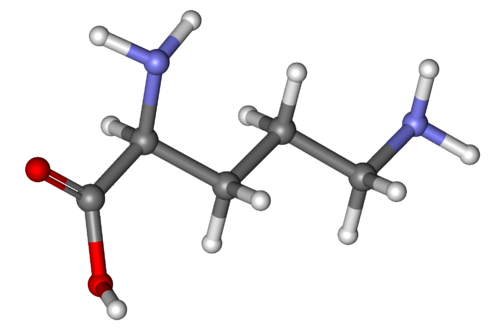 Ornithine