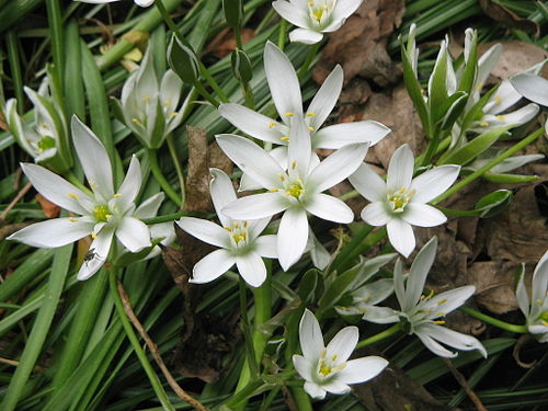 Ornithogalum