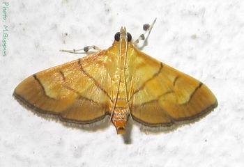 Orphanostigma