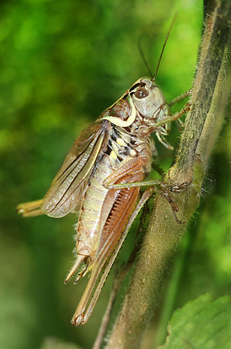 Orthoptera