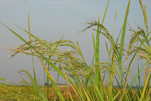 Oryza