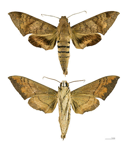 Pachylioides