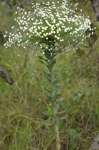 Paepalanthus