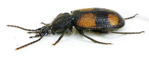 Panagaeus