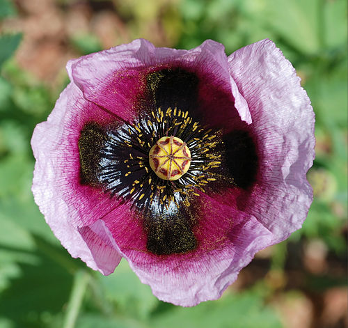 Papaver