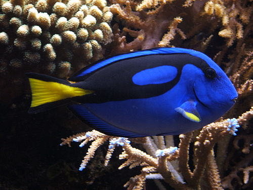 Paracanthurus