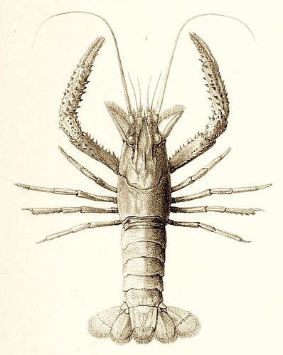 Paranephrops