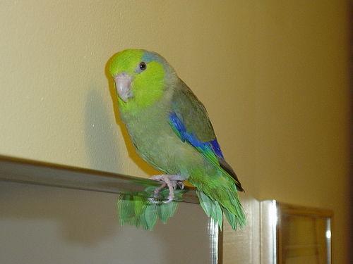 Parrotlet