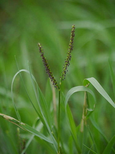 Paspalum