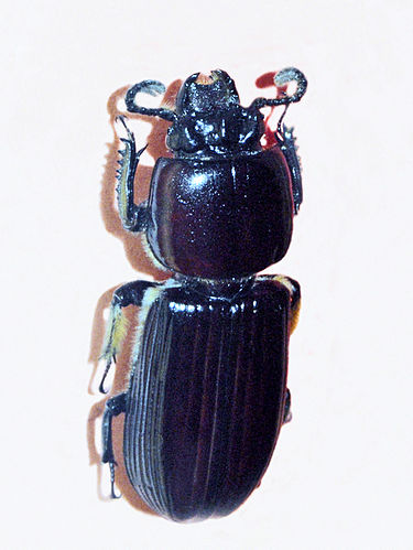 Passalus