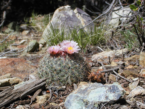 Pediocactus