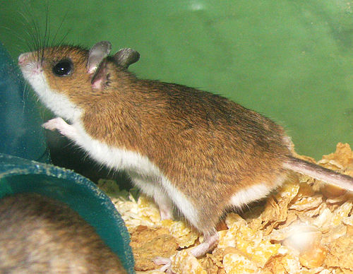 Peromyscus