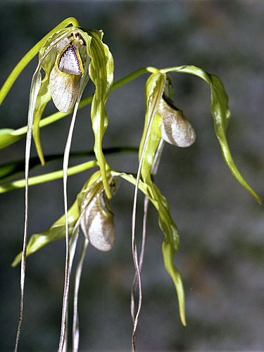 Phragmipedium