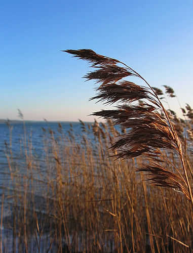 Phragmites