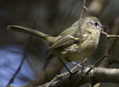 Phylloscartes