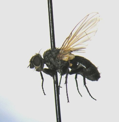 Phytomyptera