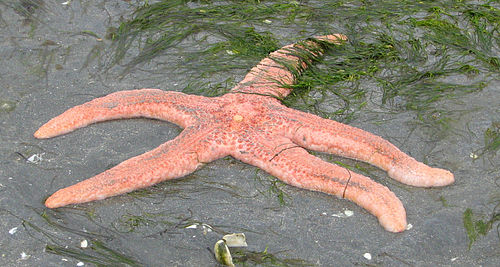 Pisaster