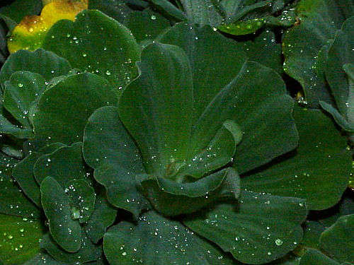 Pistia