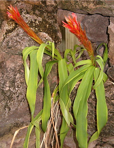 Pitcairnia