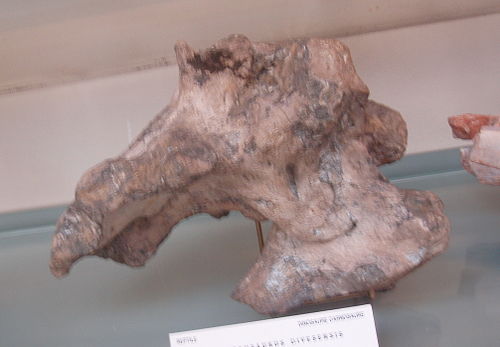 Piveteausaurus