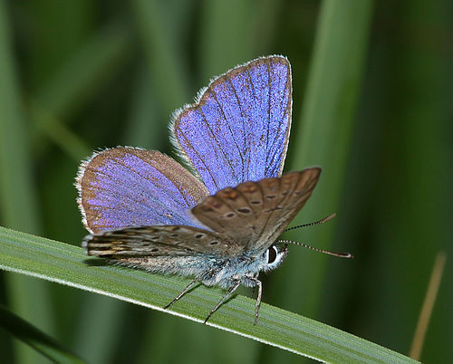 Plebejus