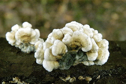 Plicaturopsis