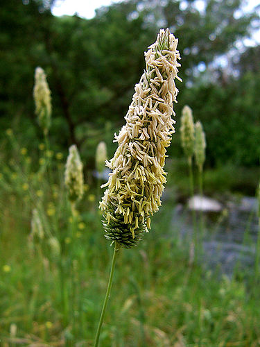 Poaceae