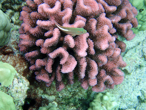 Pocillopora