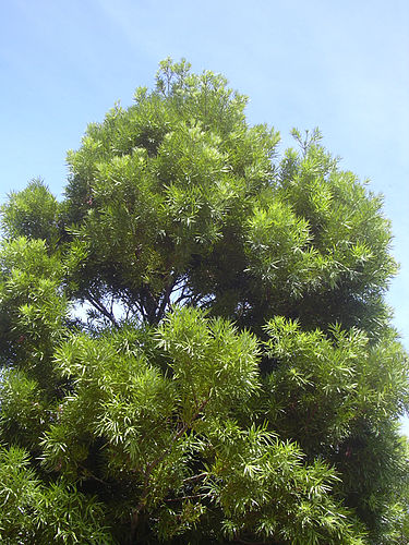 Podocarpus