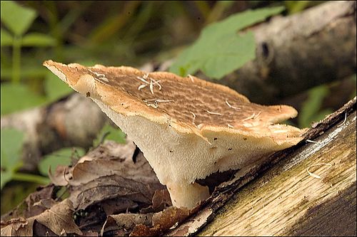 Polyporus