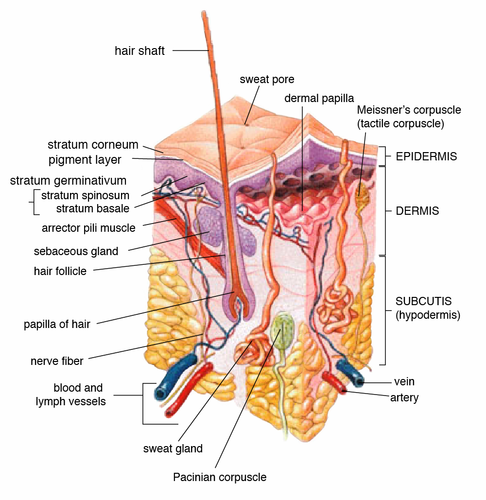 Poroma