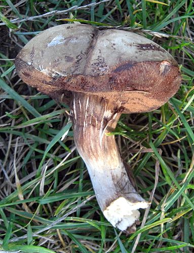 Porphyrellus