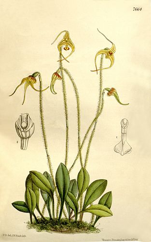 Porroglossum