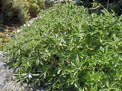 Potentilla alchemilloides