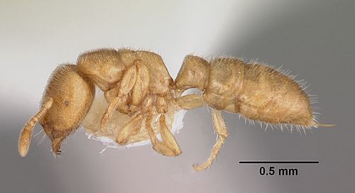 Prionopelta