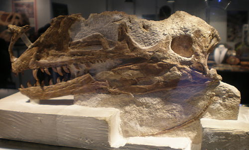 Proceratosaurus