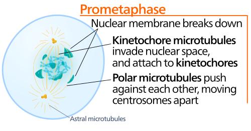 Prometaphase