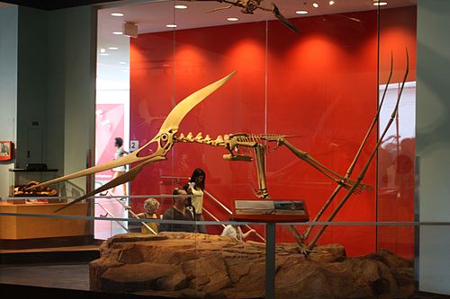 Pteranodon